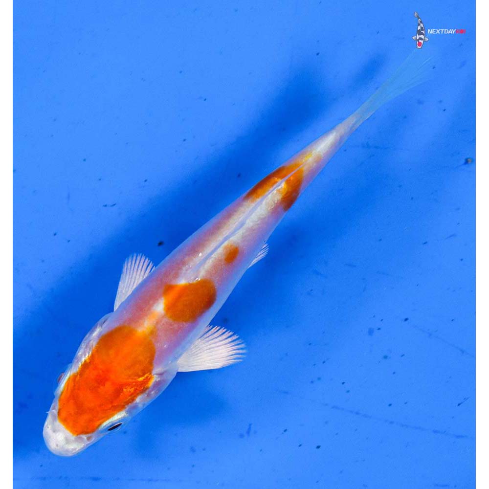 3.5” Imported Kikusui