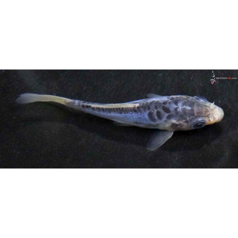 3” Imported Shusui