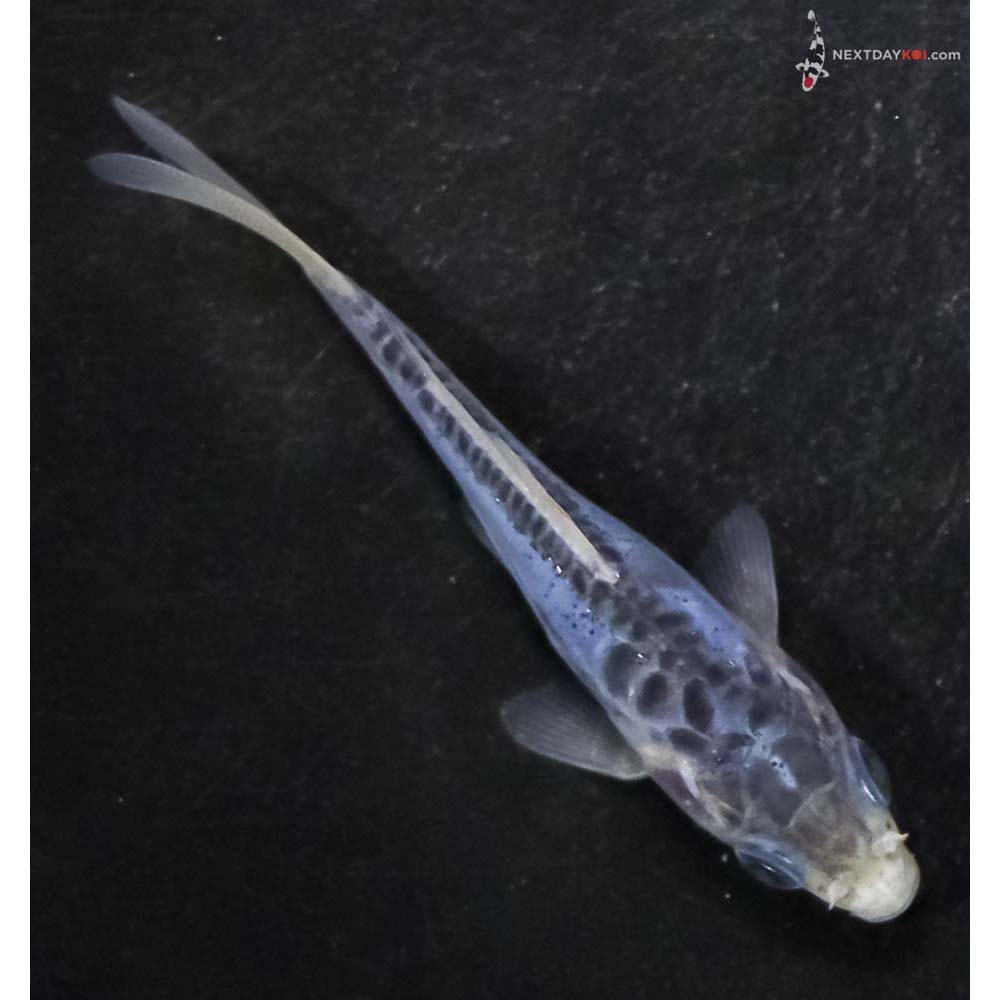3” Imported Shusui