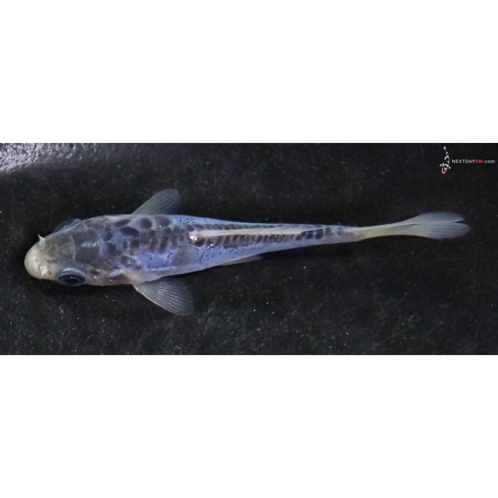 3” Imported Shusui