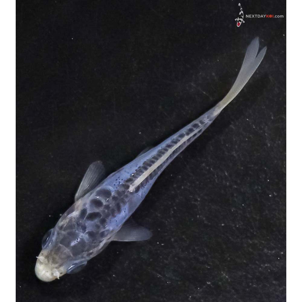 3” Imported Shusui