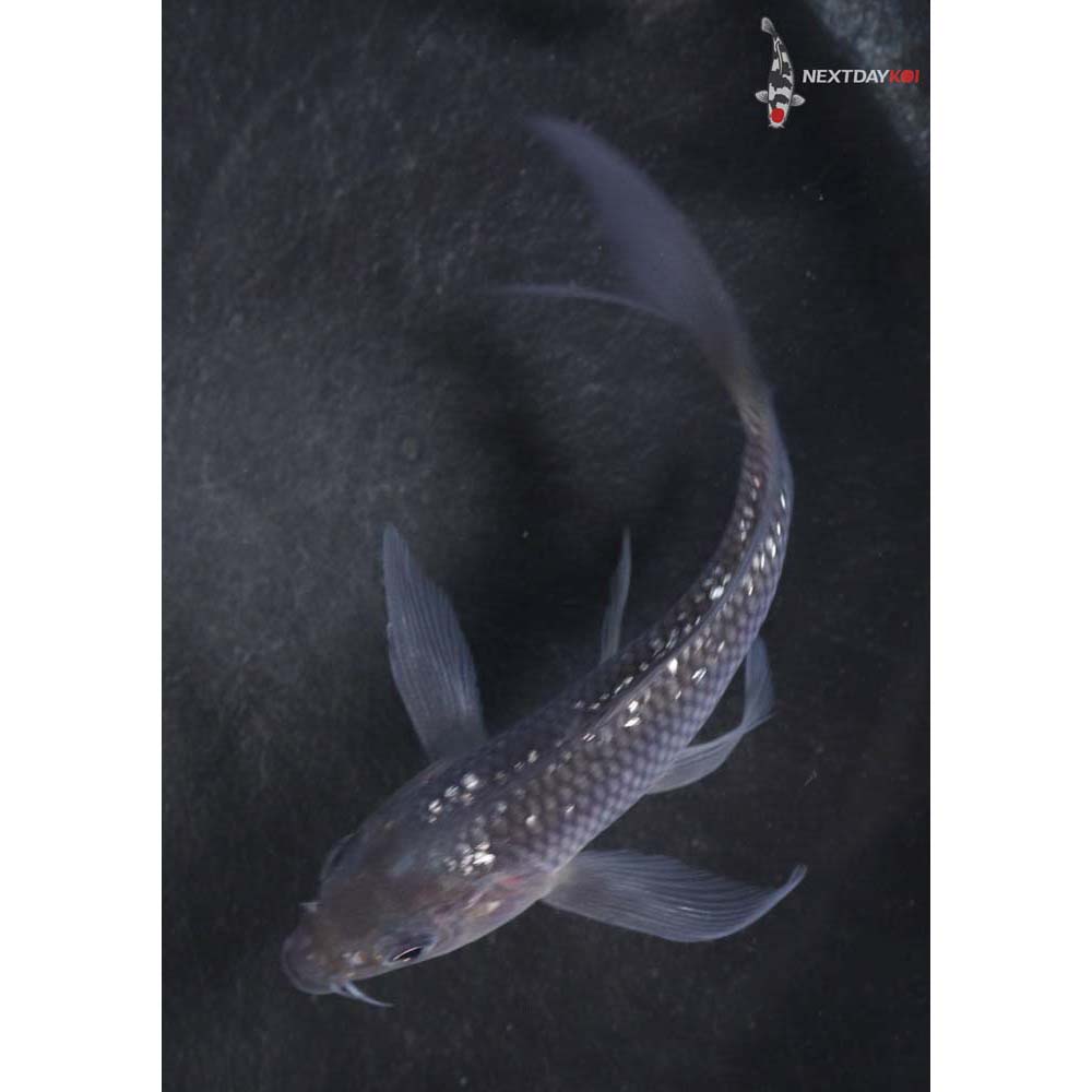 4.5” Imported Gin Rin Soragoi Butterfly Koi