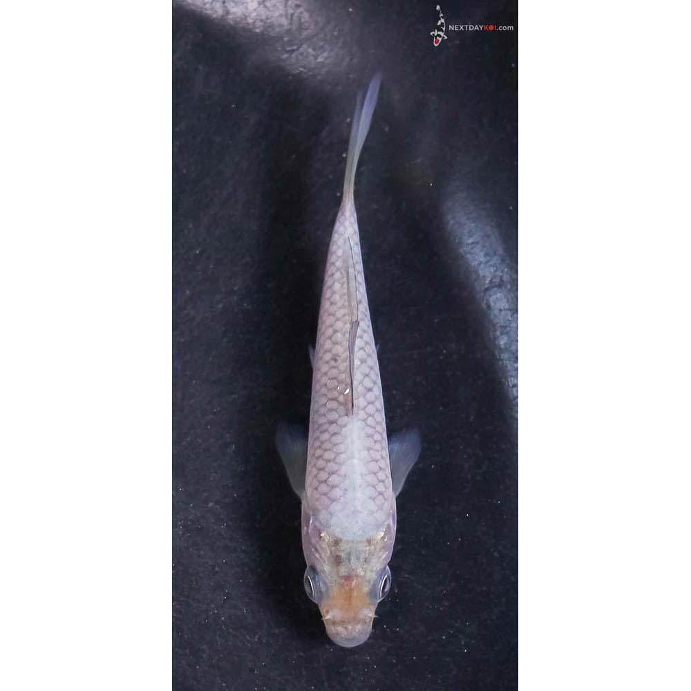 3.5” Imported Soragoi