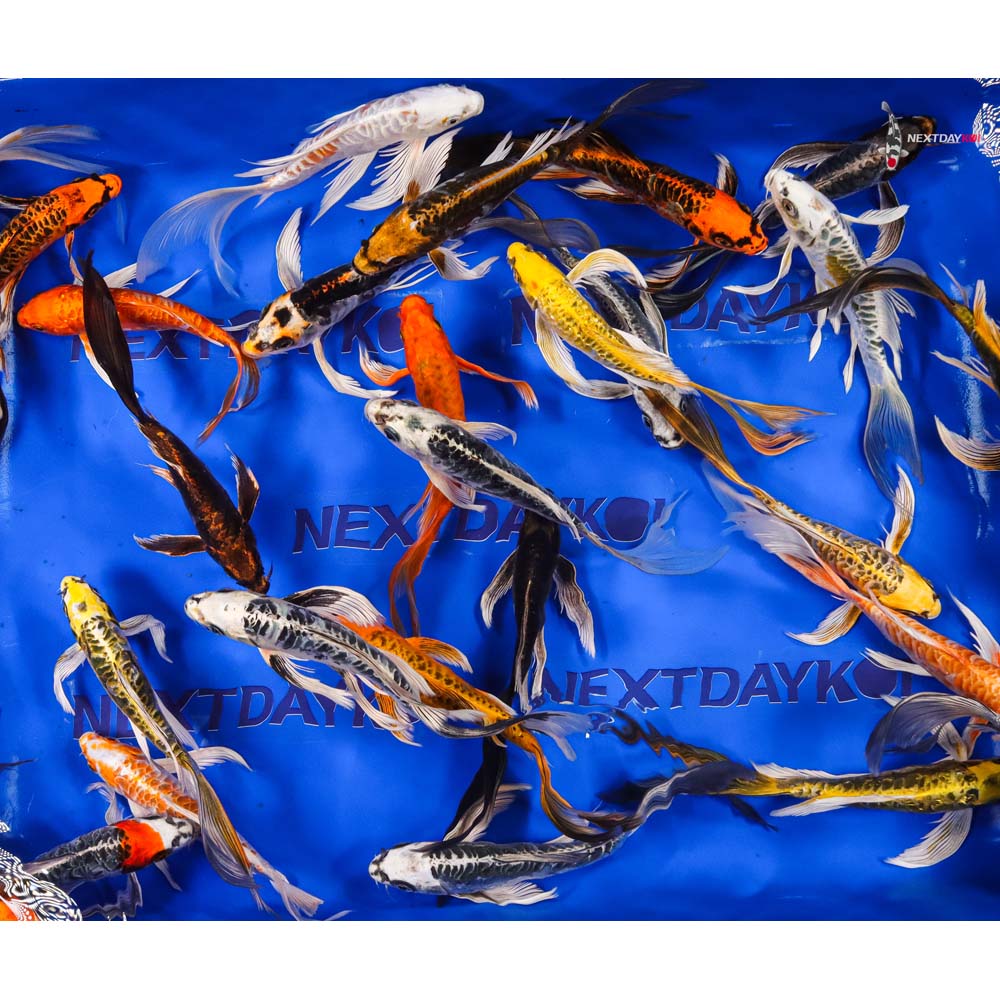 7-8" Imported Doitsu Butterfly Koi Mix