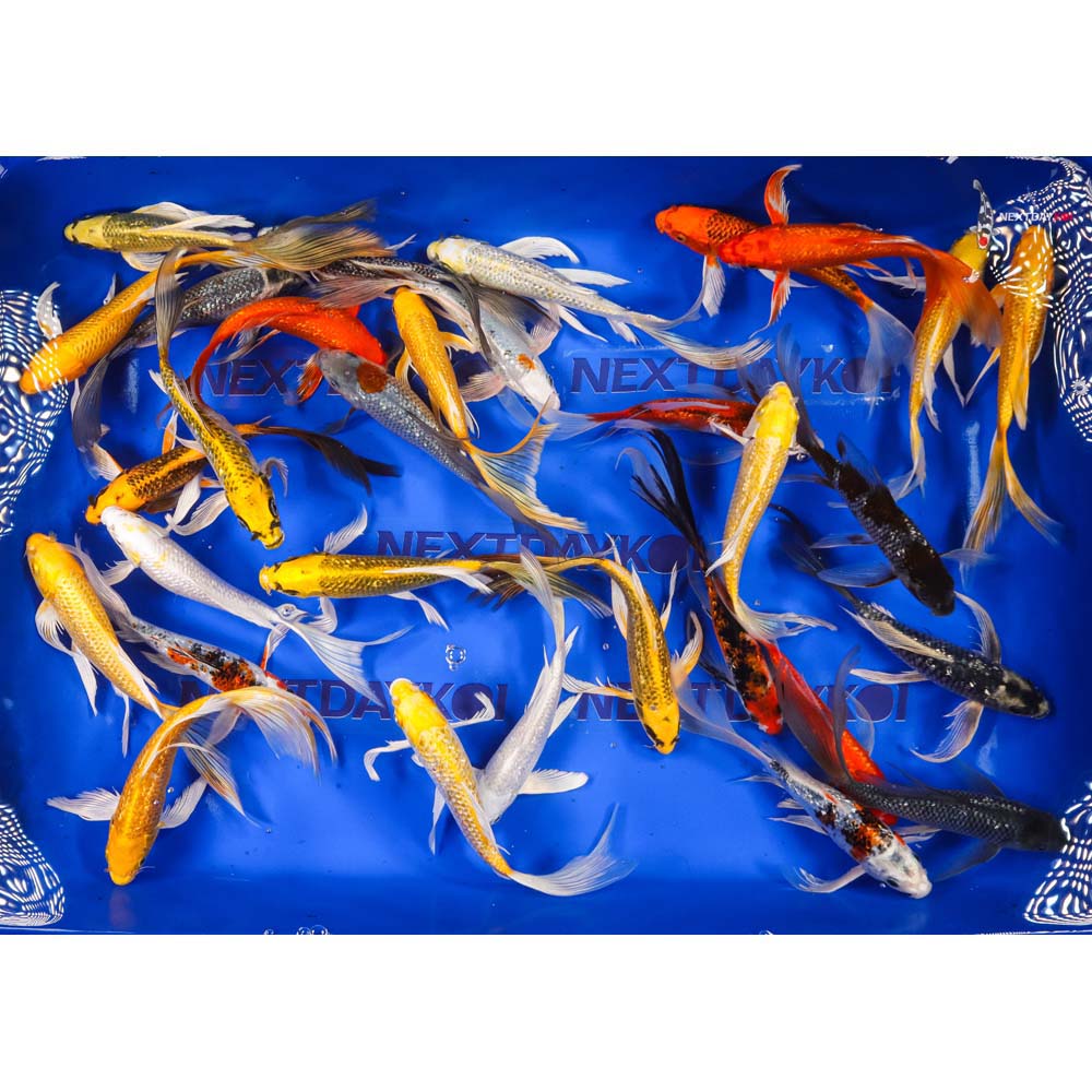 7-8" Imported Gin Rin Butterfly Koi Mix - Image 3