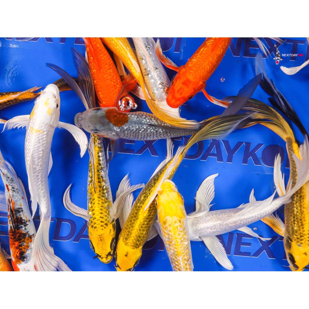 7-8" Imported Gin Rin Butterfly Koi Mix - Image 8