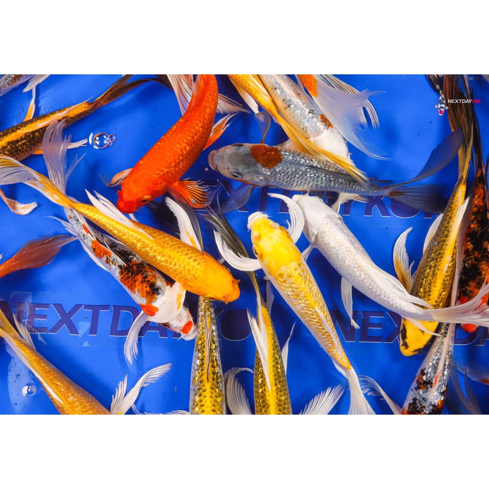 7-8" Imported Gin Rin Butterfly Koi Mix - Image 6