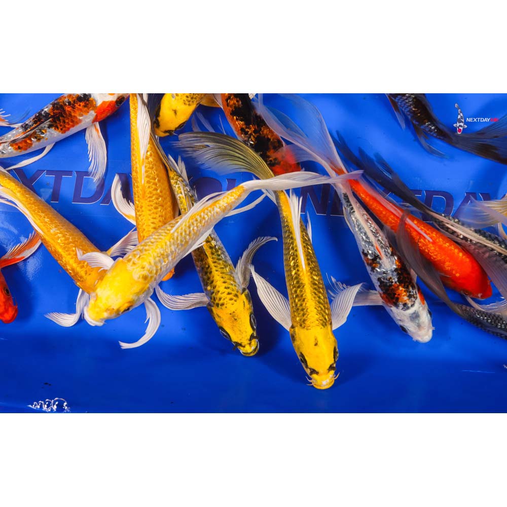 7-8" Imported Gin Rin Butterfly Koi Mix - Image 4