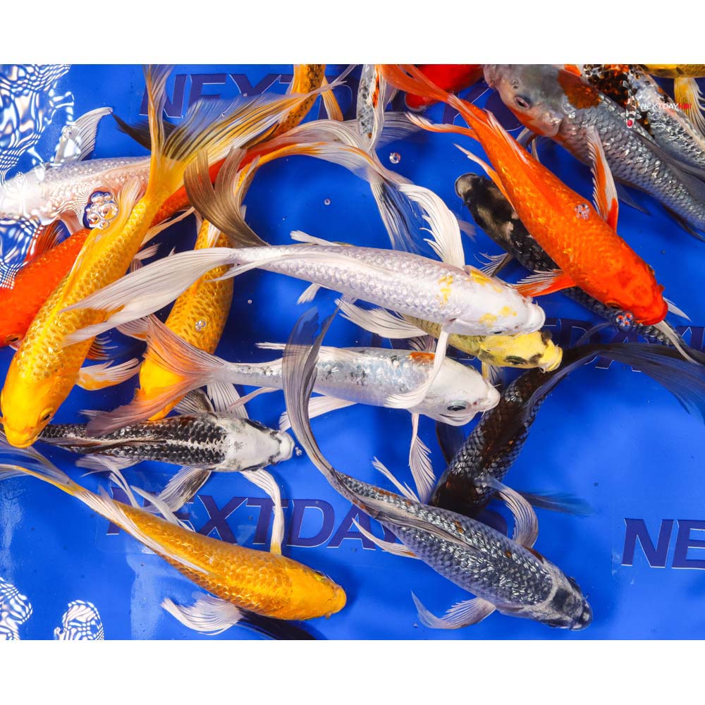 7-8" Imported Gin Rin Butterfly Koi Mix - Image 2