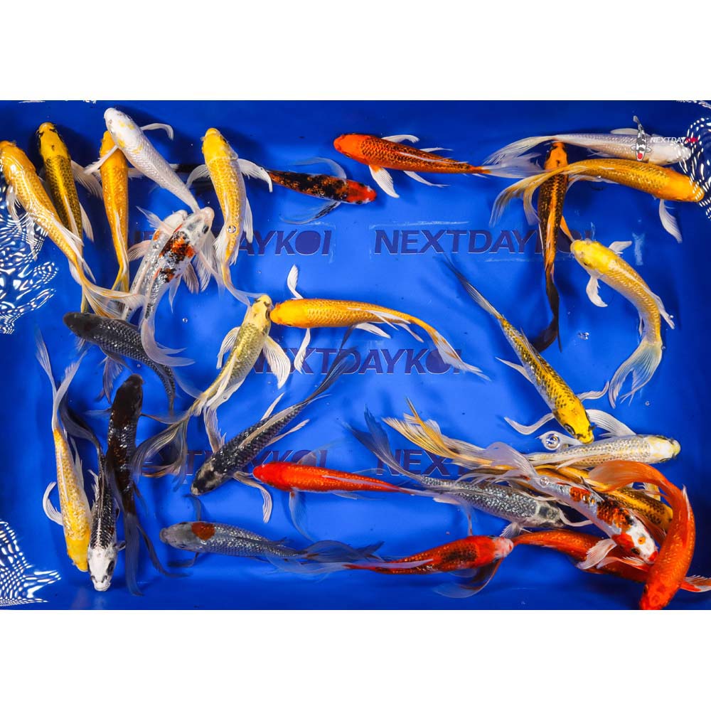 7-8" Imported Gin Rin Butterfly Koi Mix - Image 5