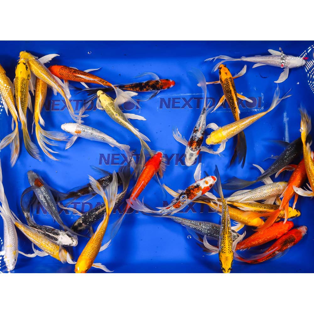 7-8" Imported Gin Rin Butterfly Koi Mix - Image 7