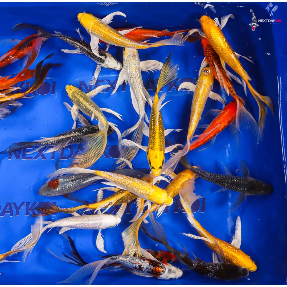 7-8" Imported Gin Rin Butterfly Koi Mix