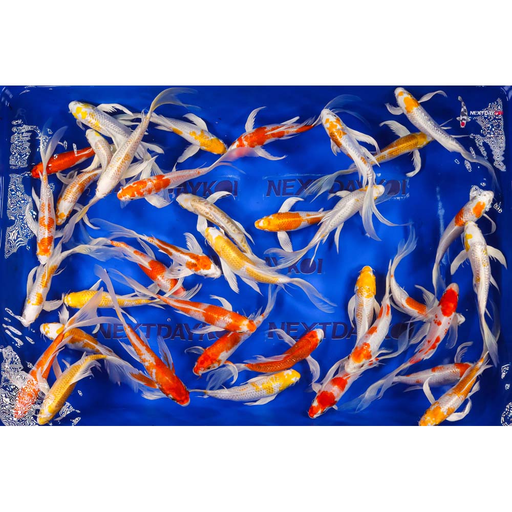 7-8" Imported Hariwake & Kikusui Butterfly Koi Mix