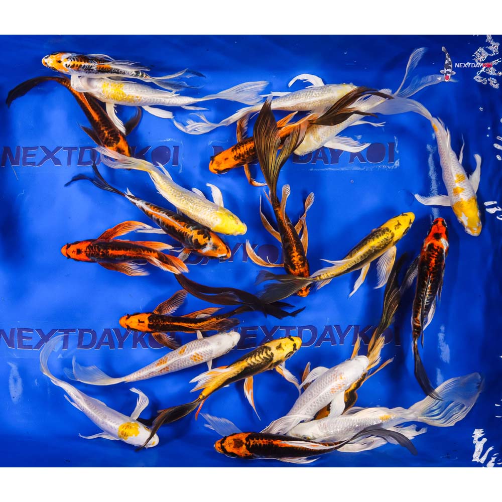 7-8" Imported Lemon Hariwake & Kin Kikokuryu Butterfly Koi Mix