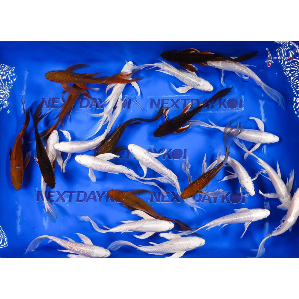 7-8" Imported Platinum Ogon & Chagoi Butterfly Koi Mix