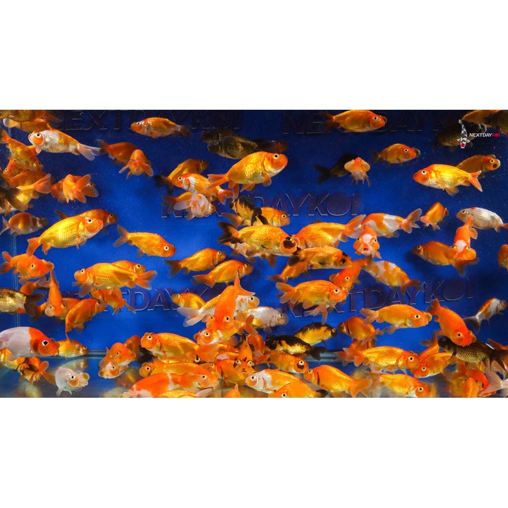 2.5-3.5" Imported Mixed Bubble Eye Goldfish - Image 2