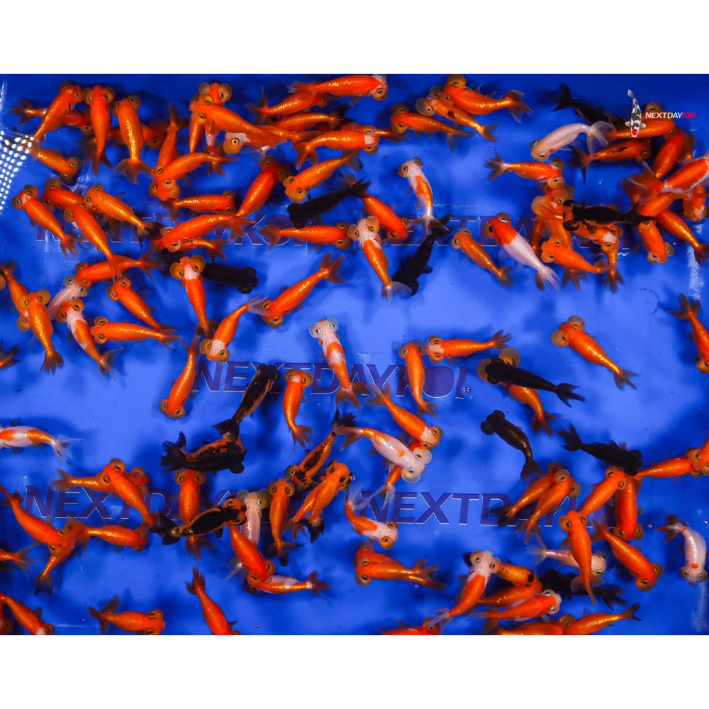 2.5-3.5" Imported Mixed Bubble Eye Goldfish - Image 6