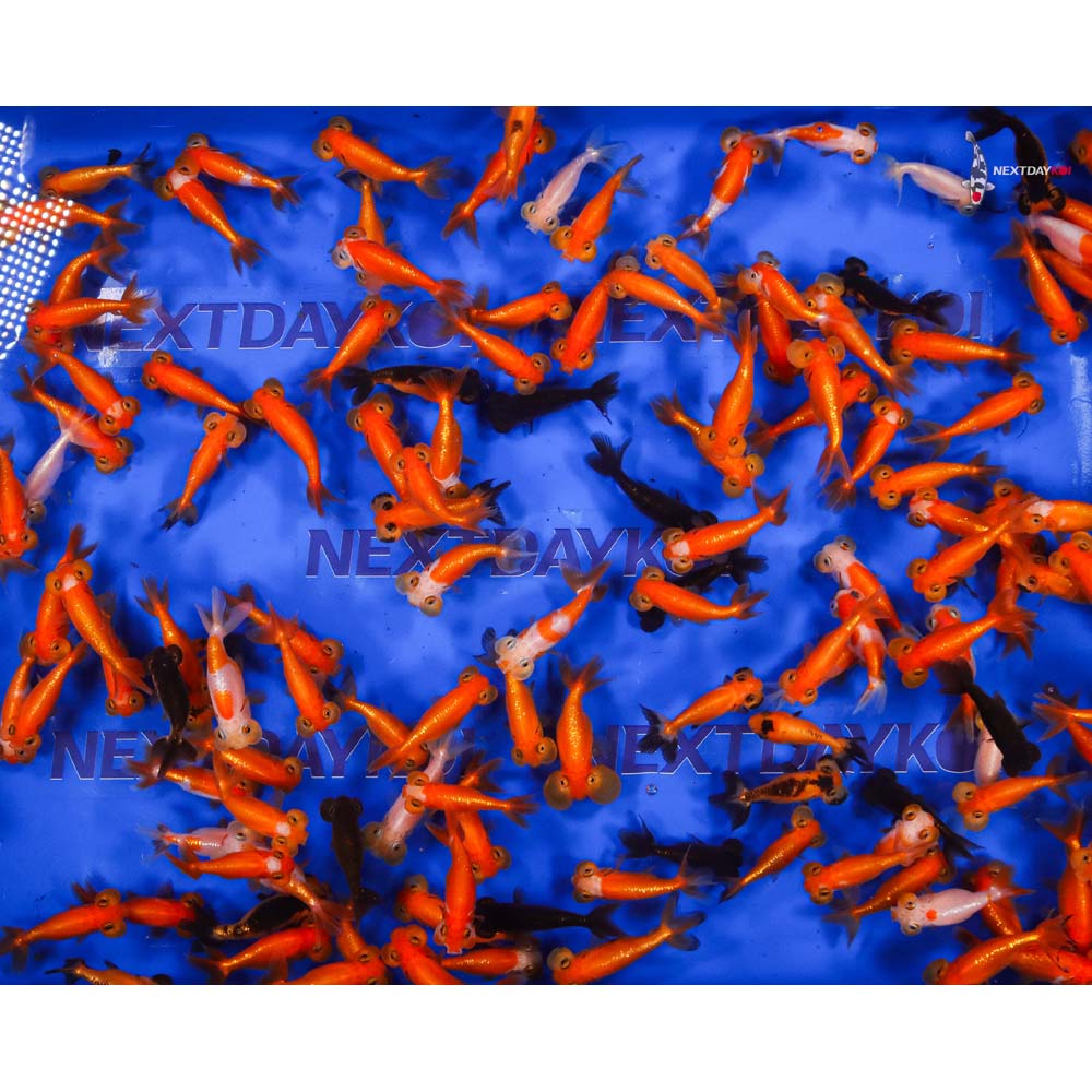 2.5-3.5" Imported Mixed Bubble Eye Goldfish - Image 9