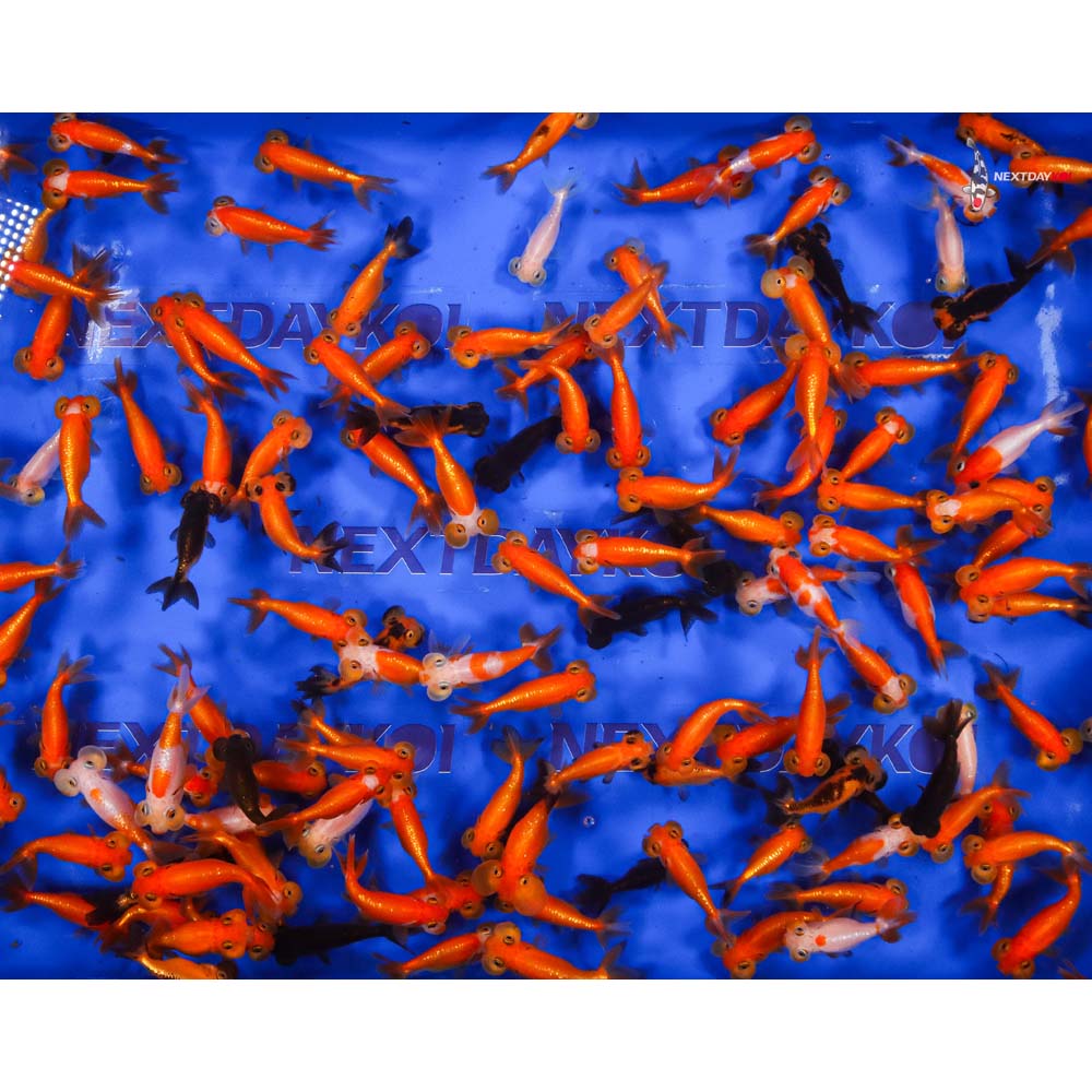 2.5-3.5" Imported Mixed Bubble Eye Goldfish - Image 11