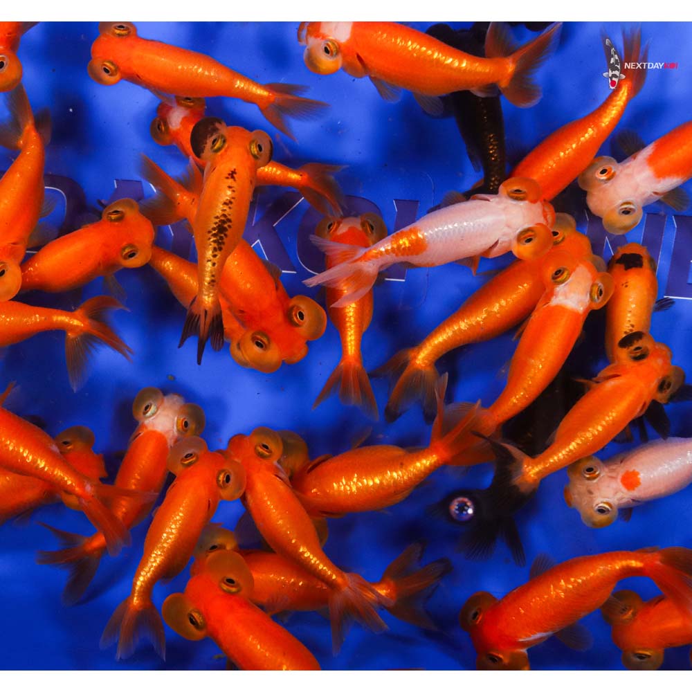 2.5-3.5" Imported Mixed Bubble Eye Goldfish