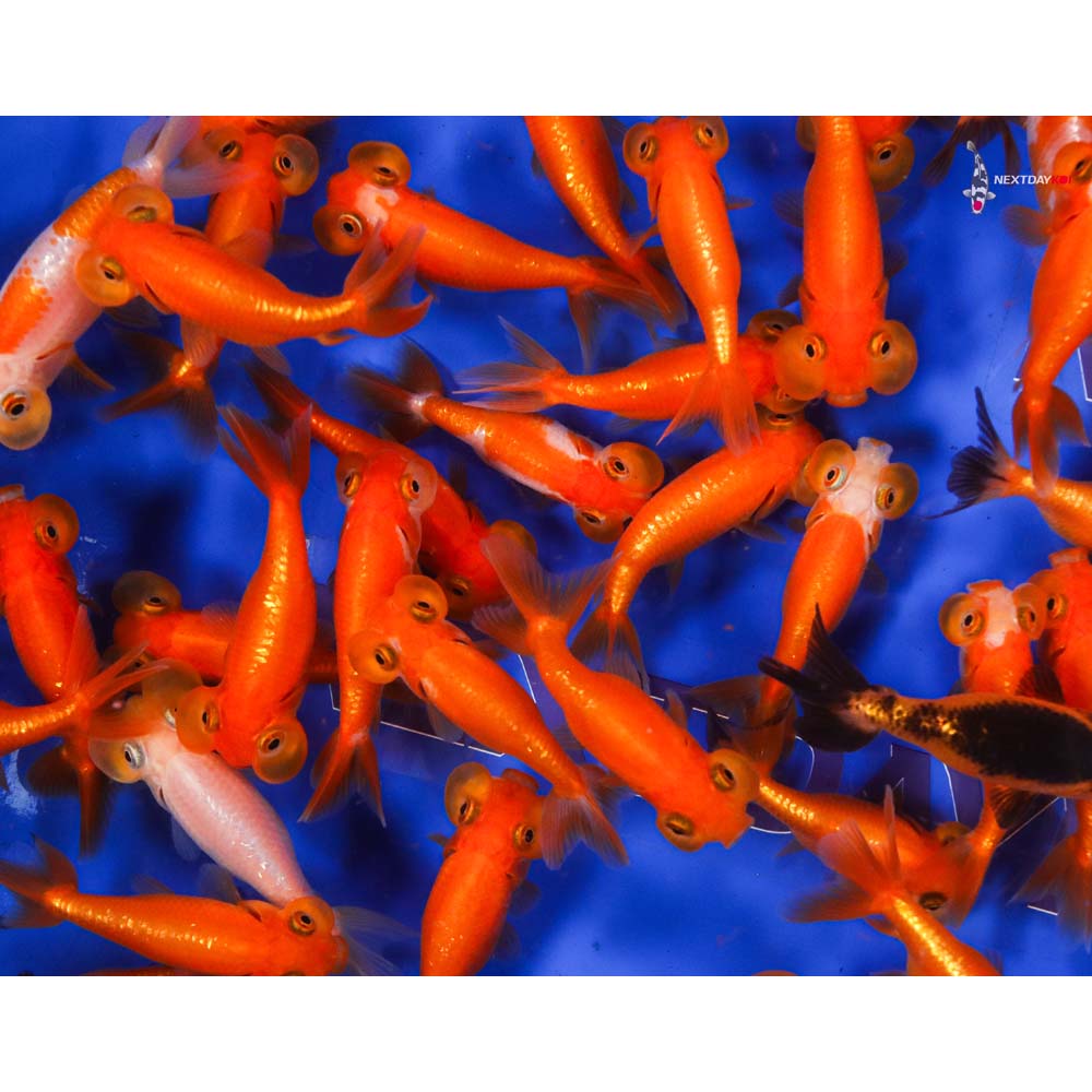 2.5-3.5" Imported Mixed Bubble Eye Goldfish - Image 4