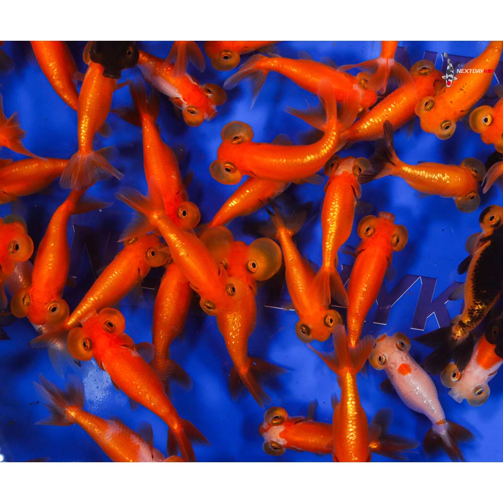 2.5-3.5" Imported Mixed Bubble Eye Goldfish - Image 7