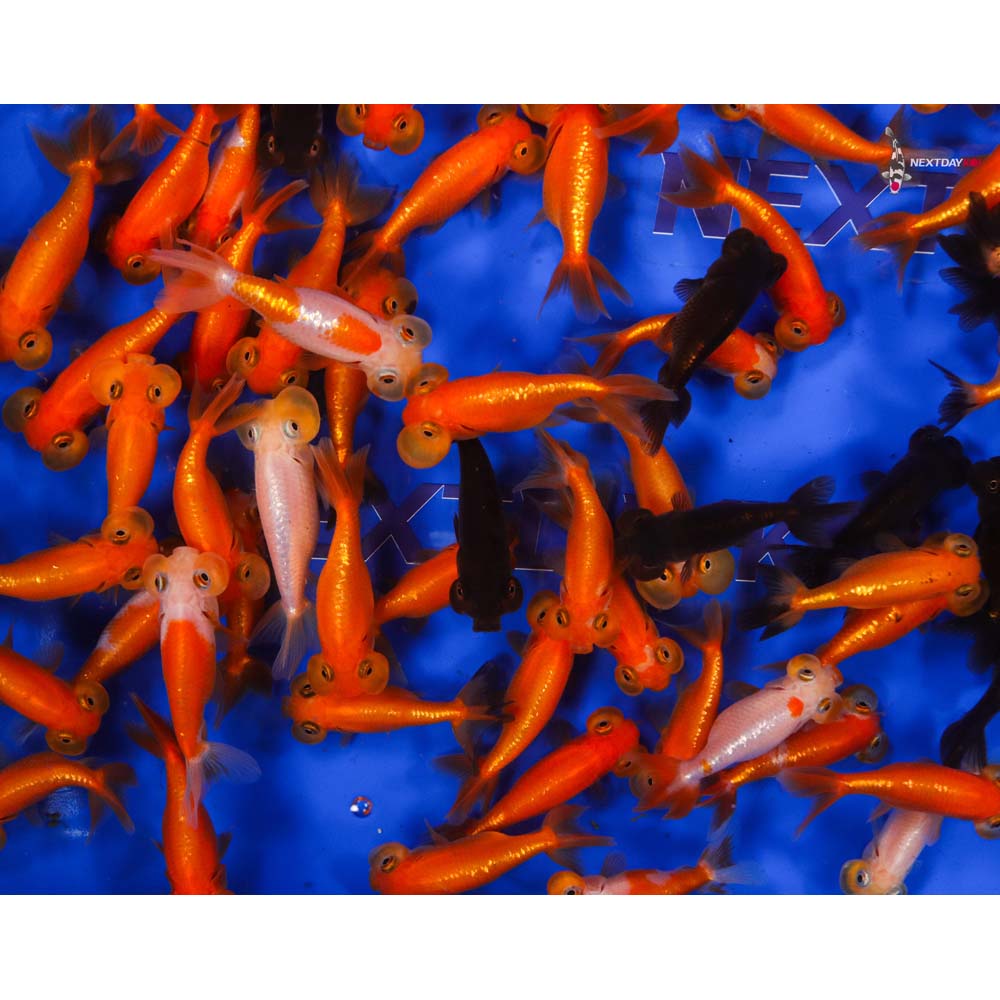 2.5-3.5" Imported Mixed Bubble Eye Goldfish - Image 10