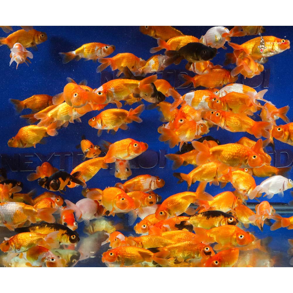 2.5-3.5" Imported Mixed Bubble Eye Goldfish - Image 5