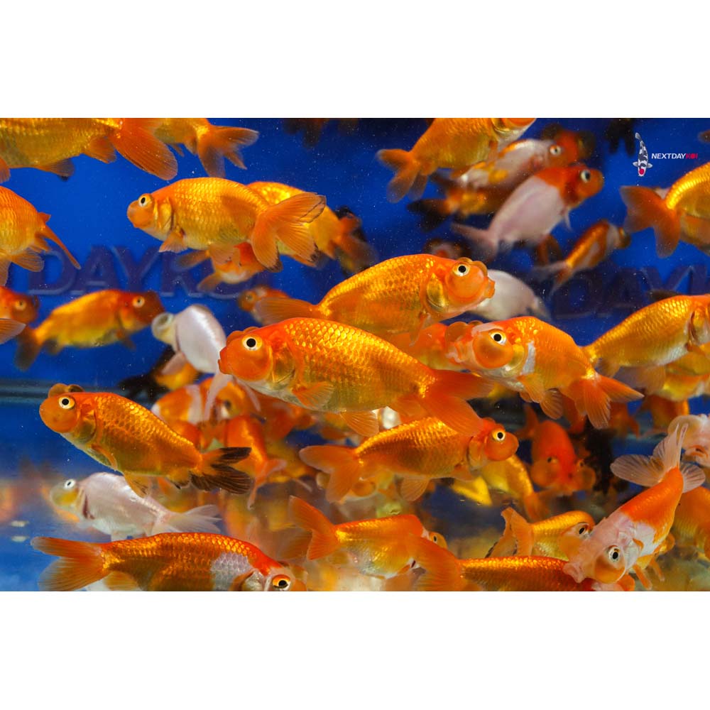 2.5-3.5" Imported Mixed Bubble Eye Goldfish - Image 8