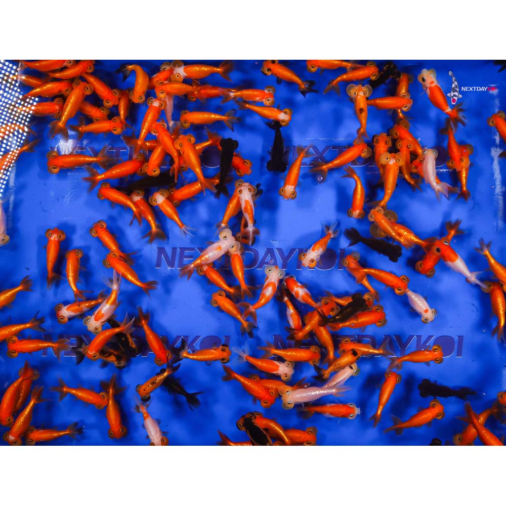 2.5-3.5" Imported Mixed Bubble Eye Goldfish - Image 3