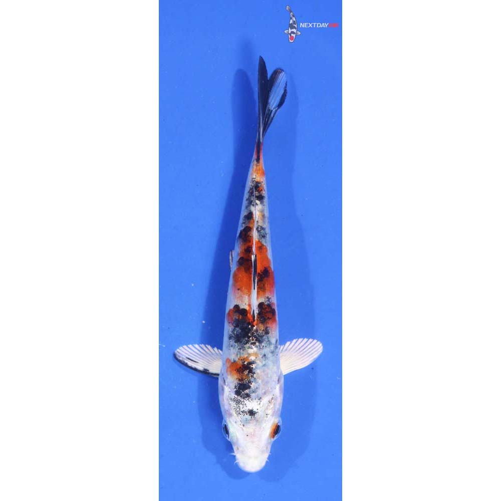 4” Imported Yamato Nishiki