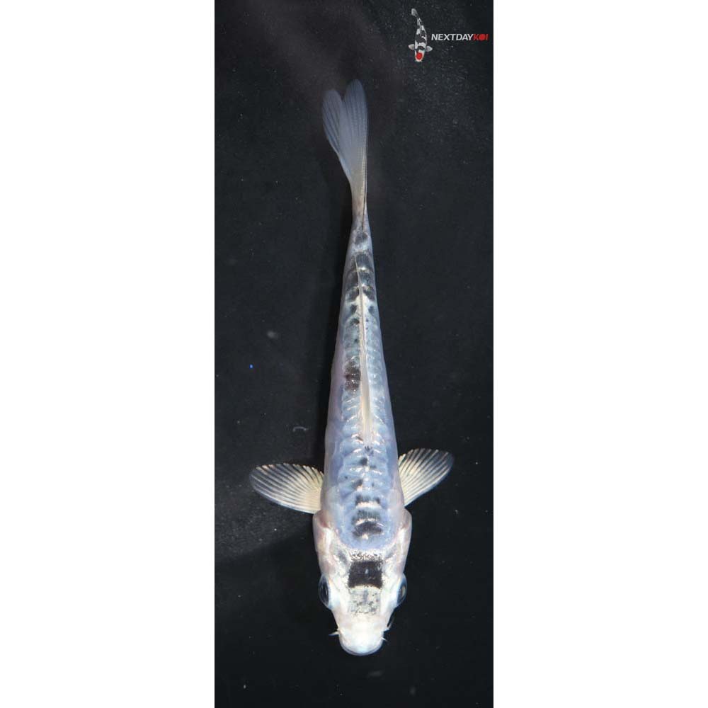 4” Imported Doitsu Gin Shiro Bekko