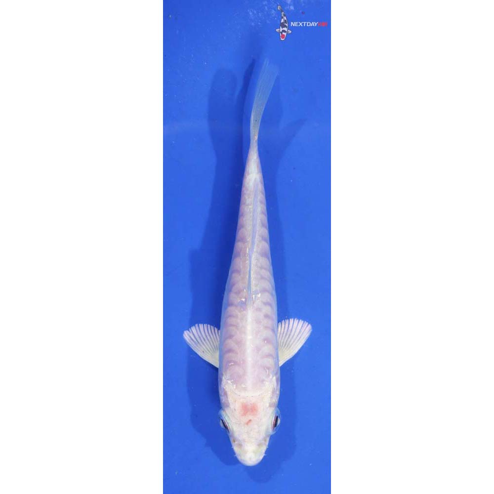 4” Imported Doitsu Platinum Ogon