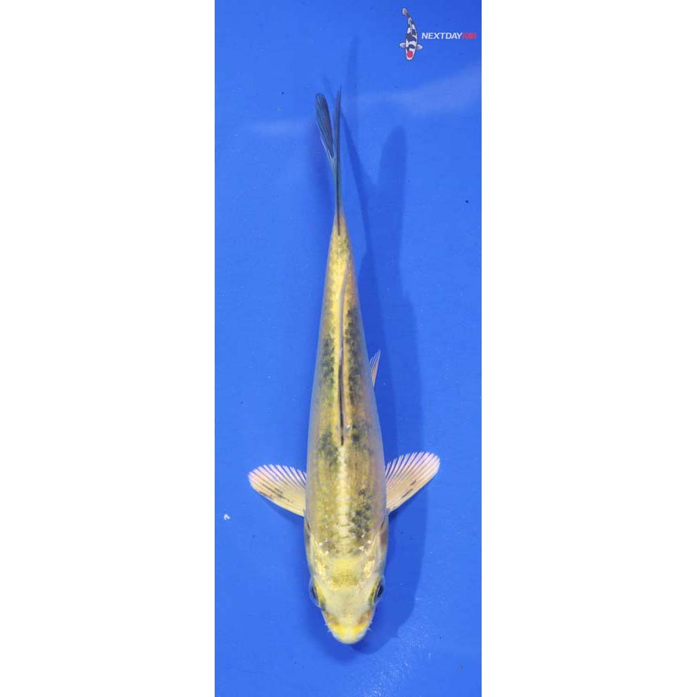 4.5” Imported Kin Ki Bekko