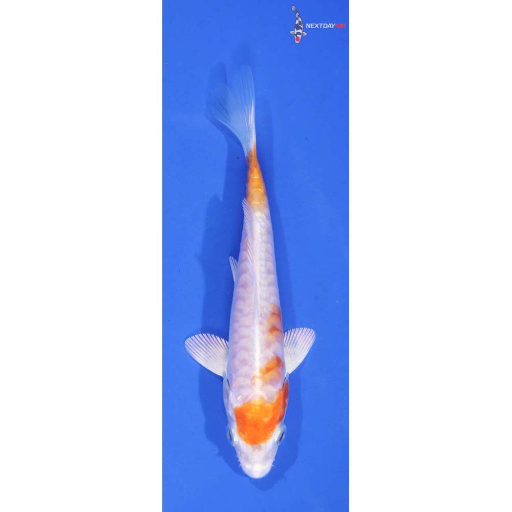 4.5” Imported Kikusui