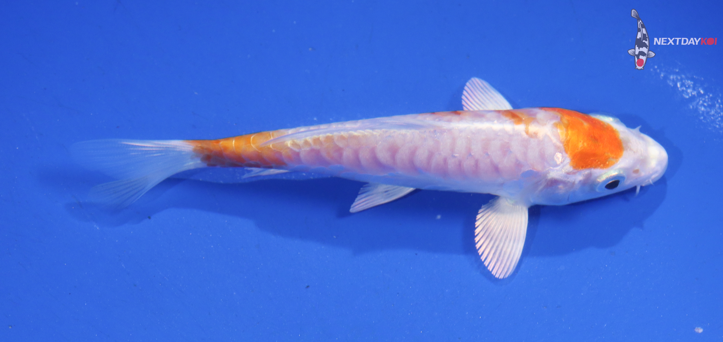 4.5” Imported Kikusui - Image 2