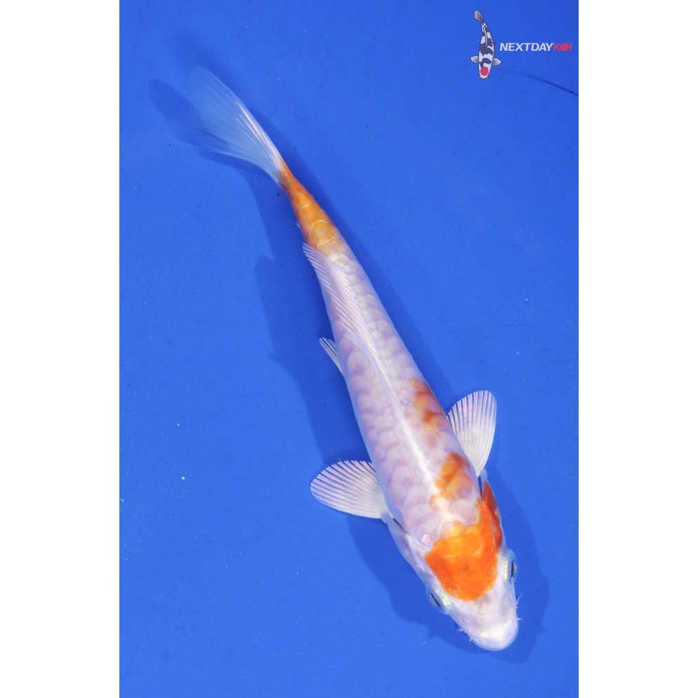4.5” Imported Kikusui - Image 3