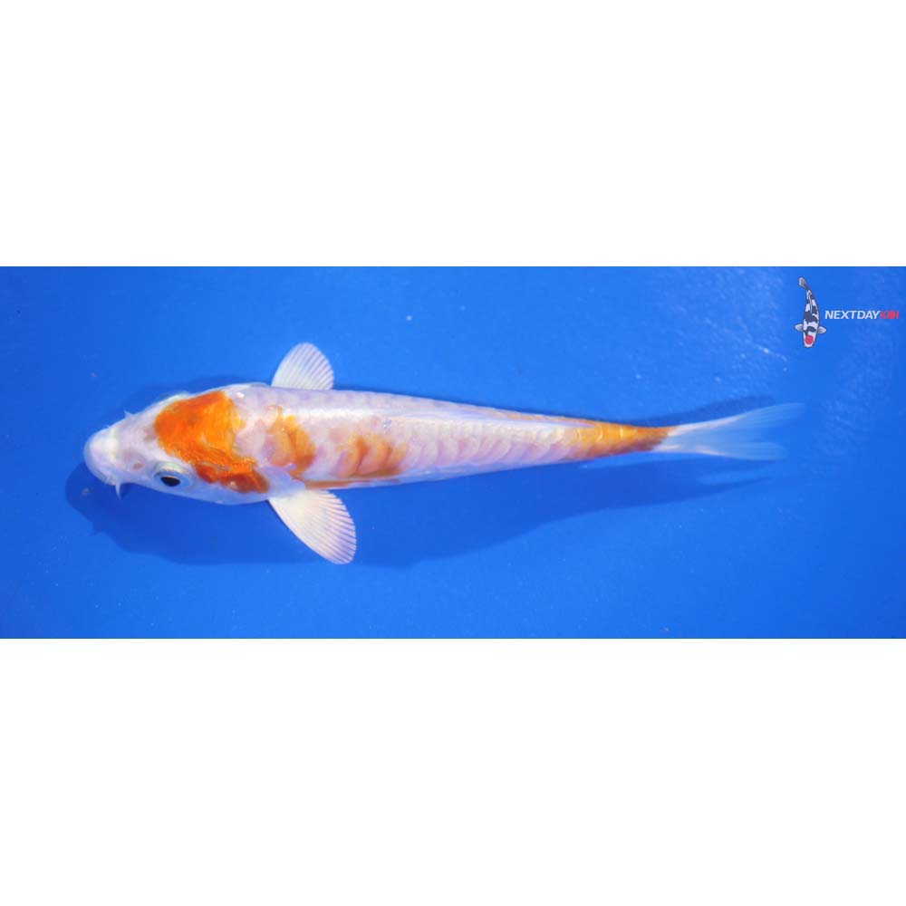 4.5” Imported Kikusui - Image 4