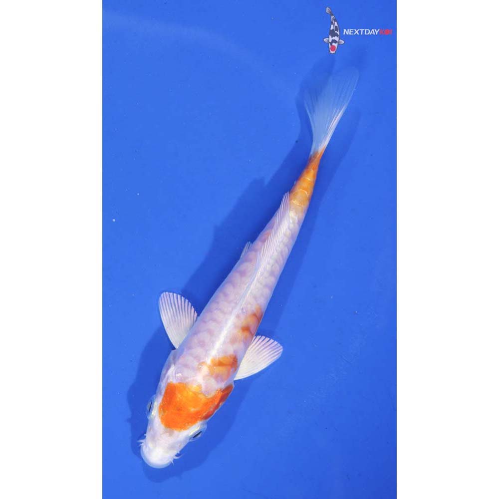 4.5” Imported Kikusui - Image 5