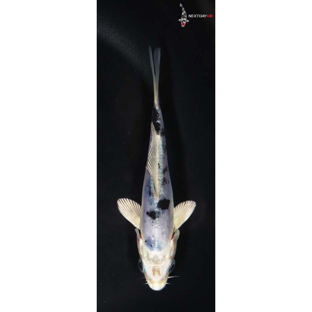 4.5” Imported Doitsu Gin Shiro Bekko