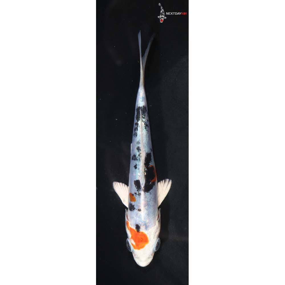 4.5” Imported Heisei Nishiki