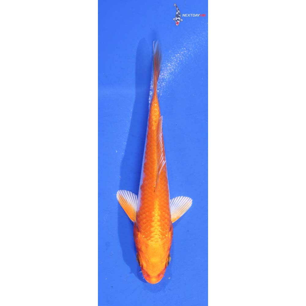 4” Imported Hariwake