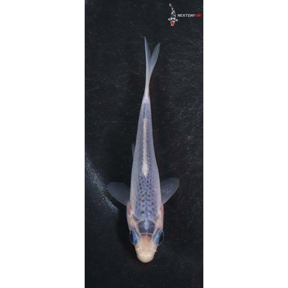3” Imported Asagi