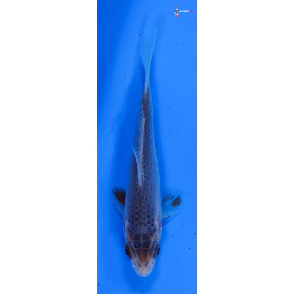 3” Imported Asagi