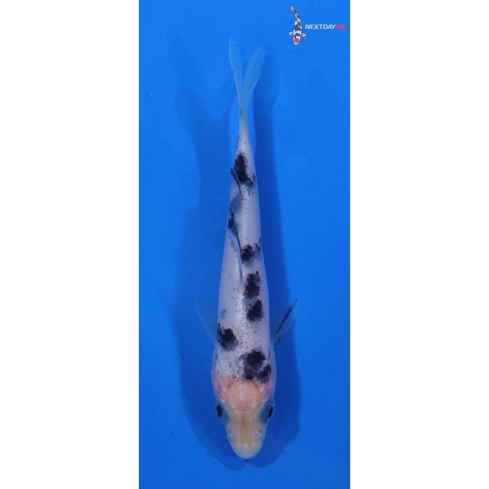3.5” Imported Shiro Bekko