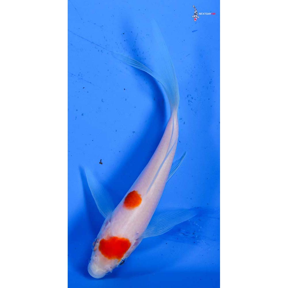 5.5” Imported Kohaku Butterfly Koi