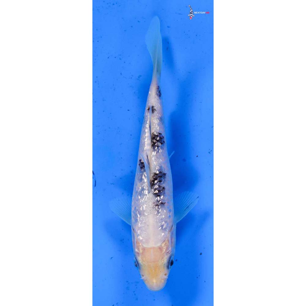 4.5” Imported Gin Rin Shiro Bekko