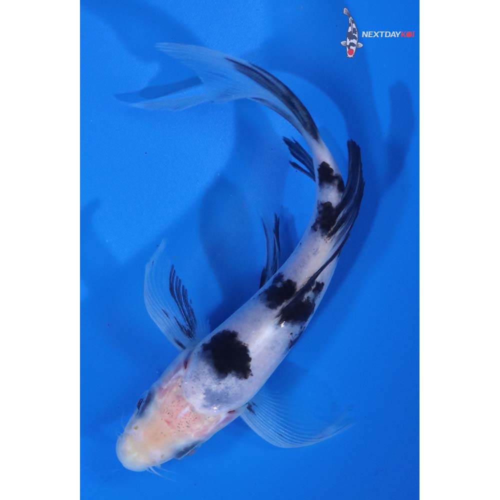 5” Imported Shiro Bekko Butterfly Koi