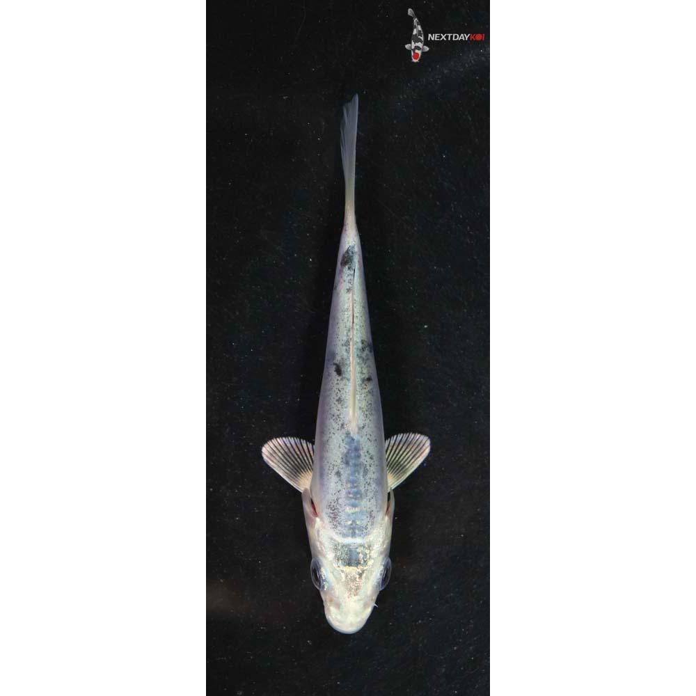 3.5” Imported Doitsu Shiro Bekko