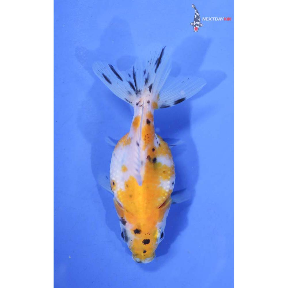 3” Imported Calico Pearlscale